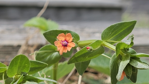 scarlet pimpernel