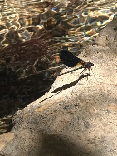 Copper Demoiselle