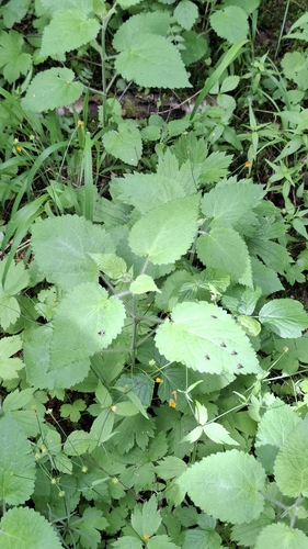 hedge woundwort