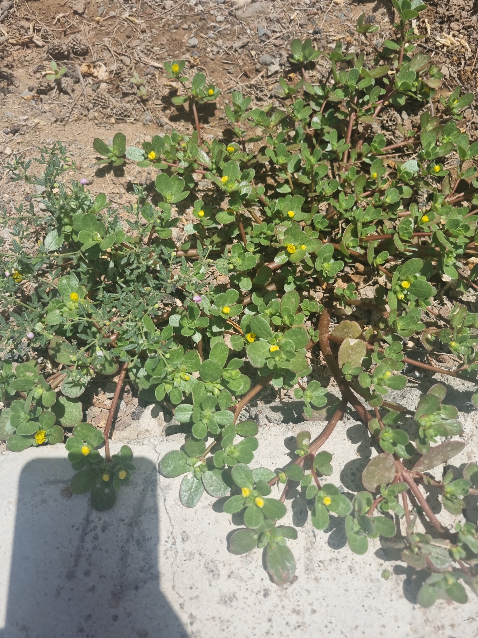 Portulaca oleracea