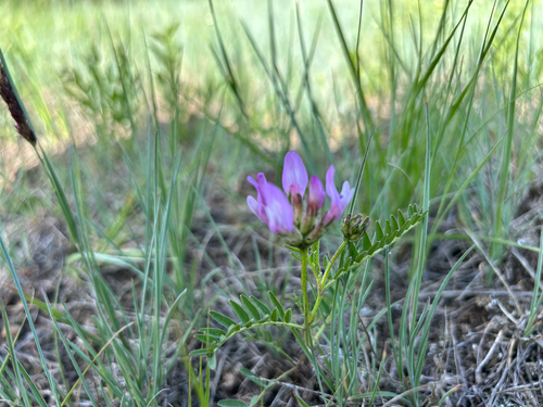 field milkvetch