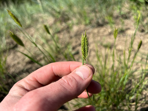 Crested Wheatgrass