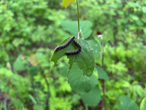 Forest Tent Caterpillar Moth
