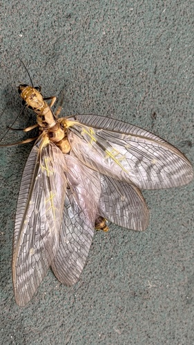 Protohermes grandis