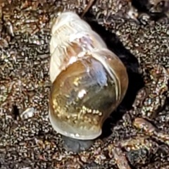 Cochlicopa lubrica