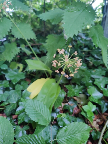Ramsons