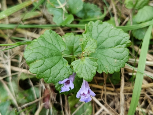 ground-ivy