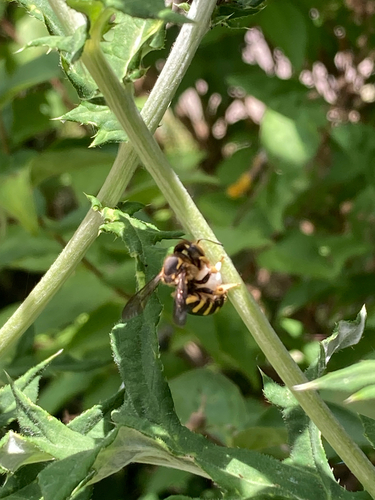 Florentine Woolcarder Bee