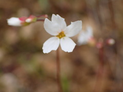 Lithophragma cymbalaria