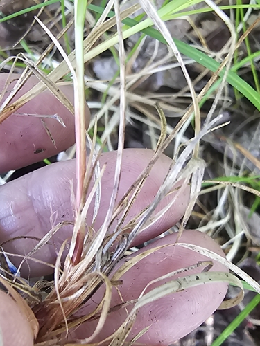 Carex pensylvanica, photograph 6