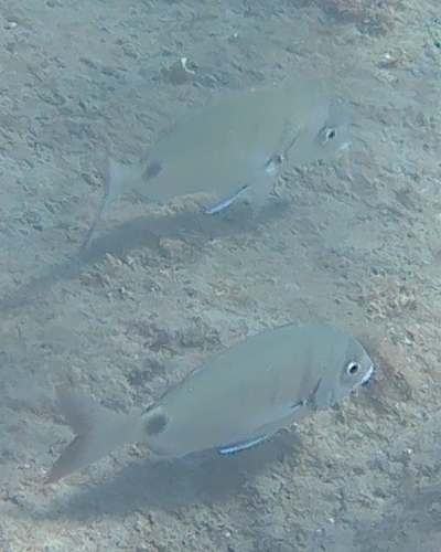 White Sea Bream