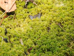 Sphagnum magellanicum