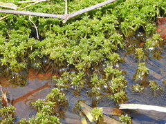 Sphagnum magellanicum