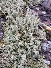 Cladonia ramulosa