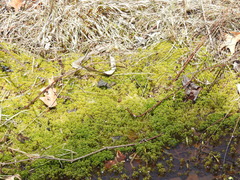 Sphagnum magellanicum