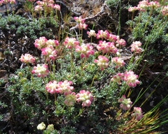 Eriogonum thymoides