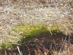 Sphagnum magellanicum