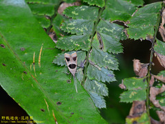 Deltoplastis commatopa