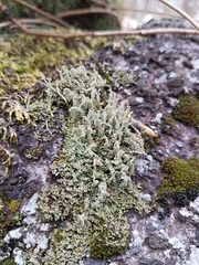 Cladonia ramulosa