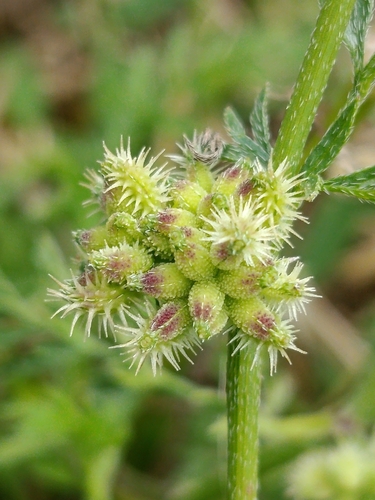 Knotted Hedgeparsley
