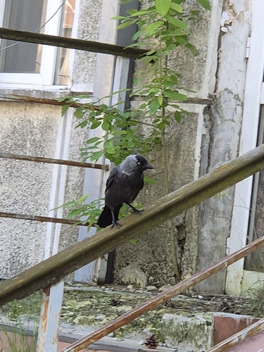 Eurasian Jackdaw