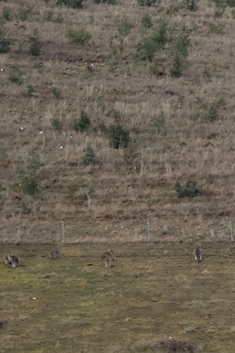 Eastern Grey Kangaroo