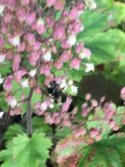 Bombus melanopygus