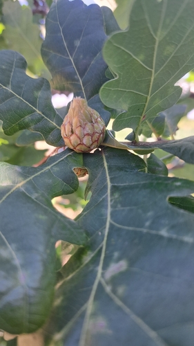 Oak Artichoke Gall Wasp