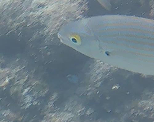 Salema Porgy