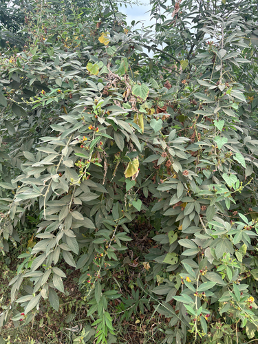 Pigeon Pea