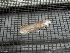 Aphomia terrenella