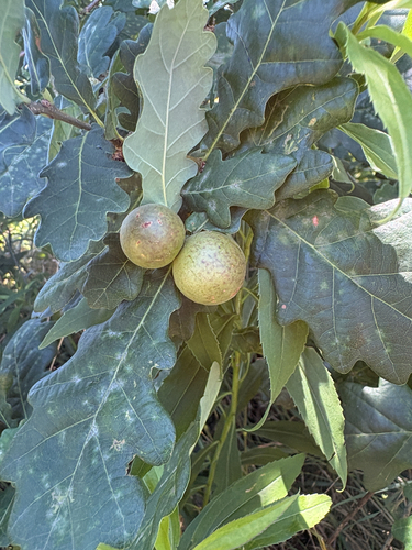 Oak Marble Gall Wasp