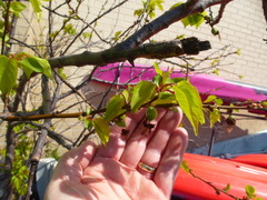 Prunus armeniaca