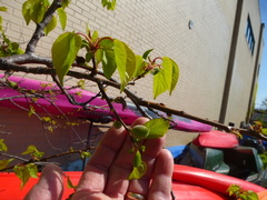 Prunus armeniaca