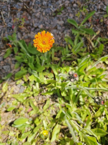 orange hawkweed