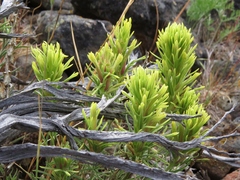 Castilleja thompsonii