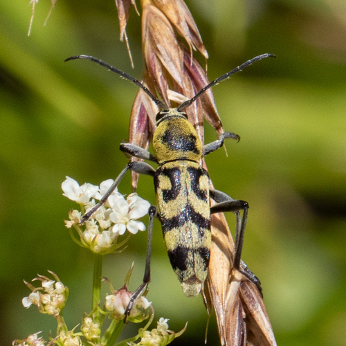 Grape Wood Borer