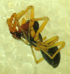 Erigone dentosa