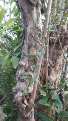 Lagerstroemia indica