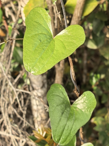Dioscorea sylvatica, photograph 1