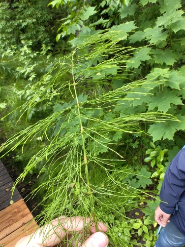 wood horsetail