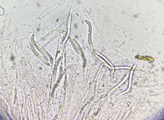 Cercophora silvatica