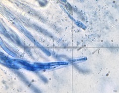 Cercophora silvatica