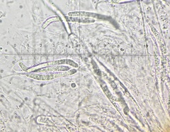 Cercophora silvatica