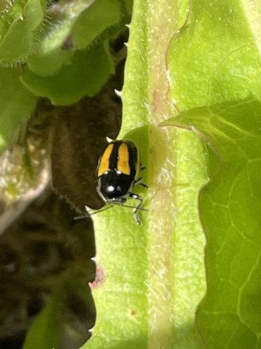 Cryptocephalus vittatus