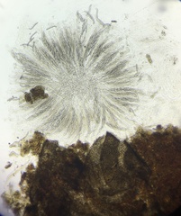 Cercophora silvatica