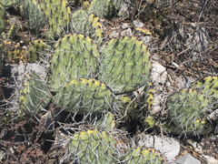 Opuntia stenopetala