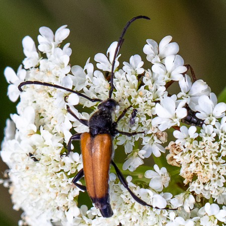 tawny longhorn beetle