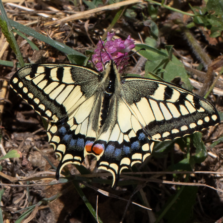 Old World Swallowtail