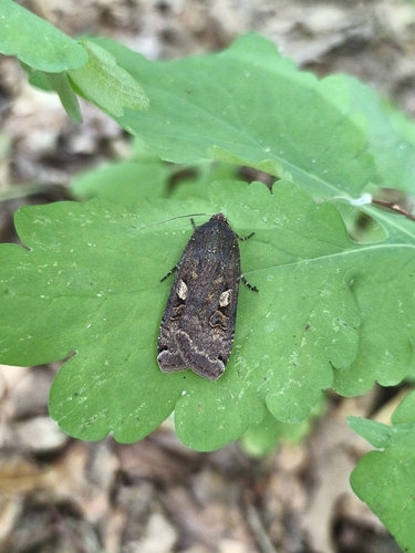 Large Yellow Underwing